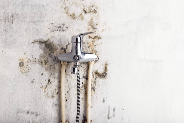 Best Mold Removal Specialists  in Somers Point, NJ