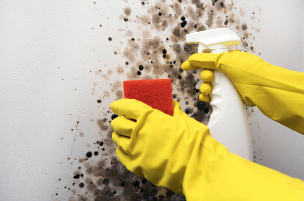 Best Attic Mold Removal  in Somers Point, NJ