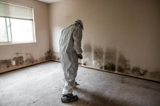 Best Mold Remediation  in Somers Point, NJ