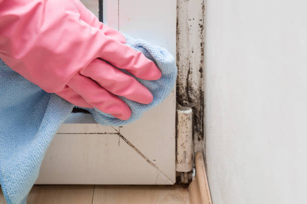 Best Office Mold Removal Services  in Somers Point, NJ