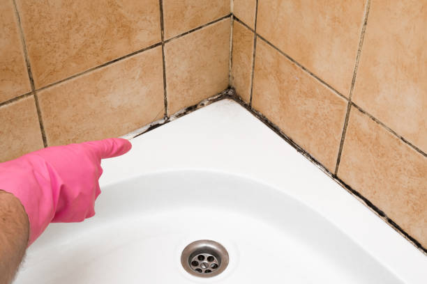 Reliable Somers Point, NJ Mold Removal Solutions